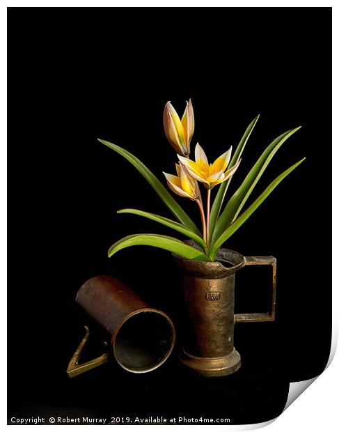Tulip in old copper cup Print by Robert Murray