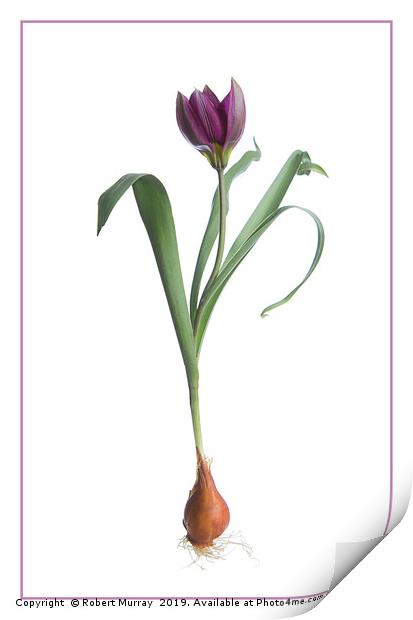 Red Species Tulip Botanical Print by Robert Murray