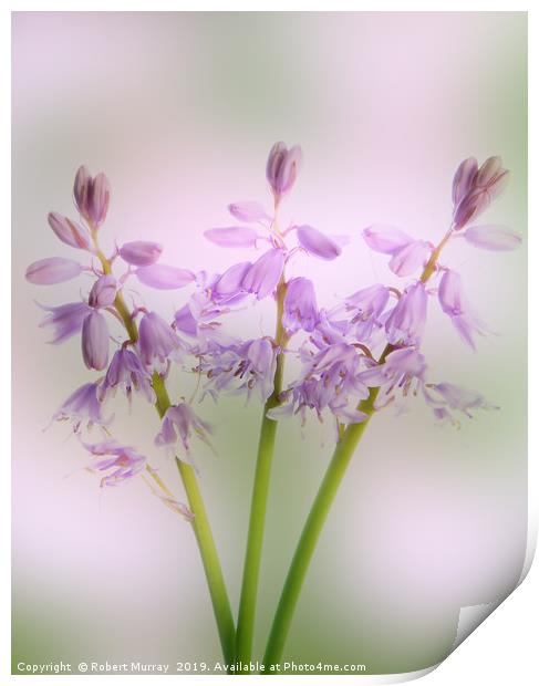 Pink Spanish Squill Print by Robert Murray