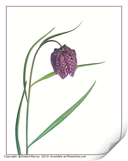 Snake Head Fritillary against white background Print by Robert Murray