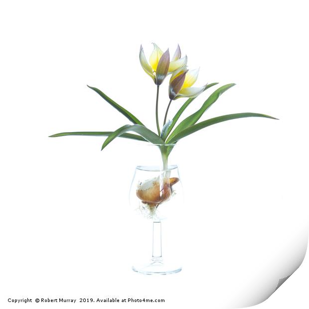 Species tulip in a tulip-shaped glass Print by Robert Murray