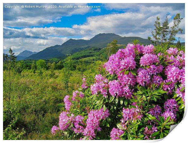 Rhododendrons on West Highland Way Print by Robert Murray