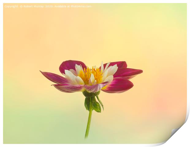 Collarette Dahlia on Pastel Background Print by Robert Murray