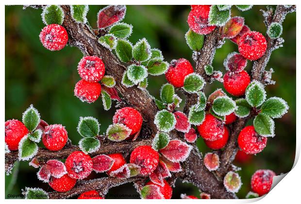 Frosted berries Print by Robert Murray