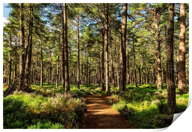 Sunny path in the Abernethy Forest 2 Print by Robert Murray