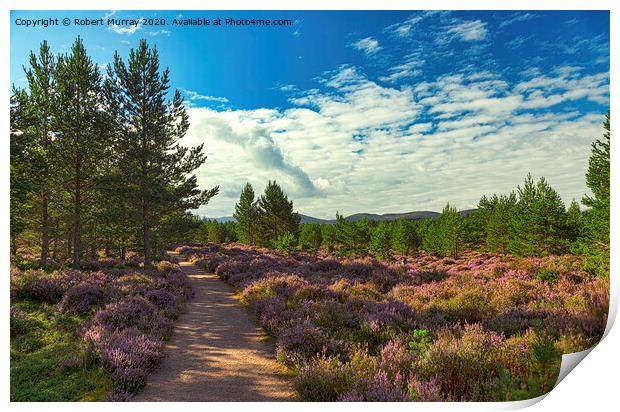 Heather lined Abernethy Forest path. Print by Robert Murray
