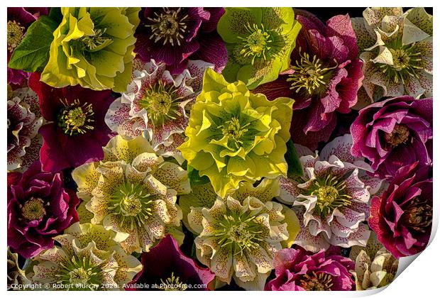 Hellebore flowers Print by Robert Murray