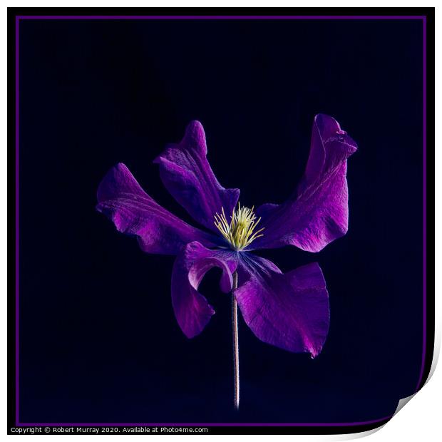 Clematis "The President" Print by Robert Murray