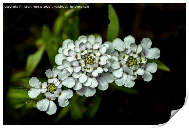 White Candytuft Print by Robert Murray
