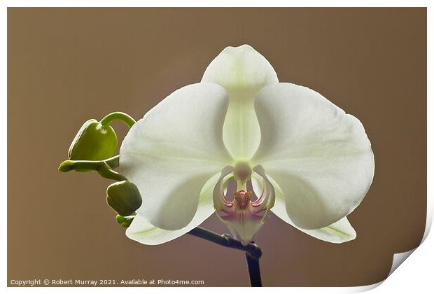 Moth orchid Phaelanopsis Print by Robert Murray