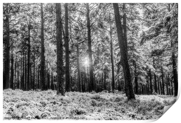 Sunlight and snow in Abernethy Forest Print by Robert Murray