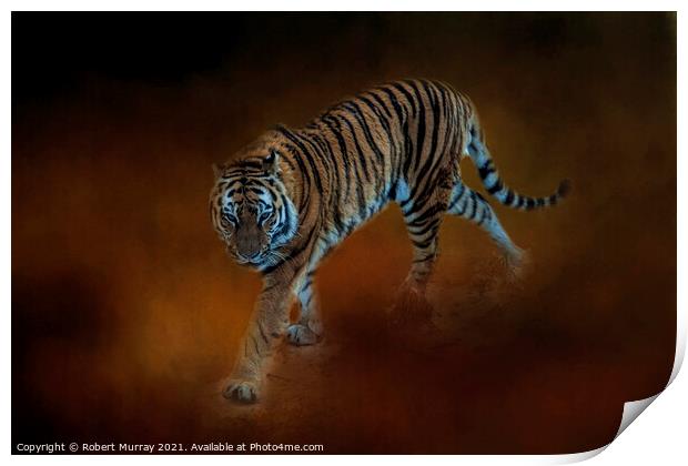 Amur Tiger Print by Robert Murray