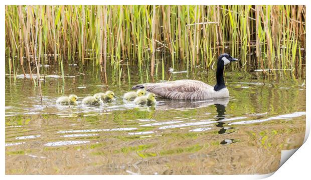 Canadian geese chicks follow a parent Print by Jason Wells
