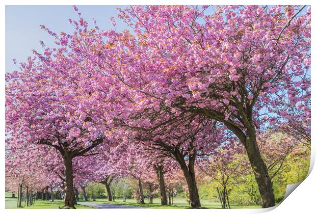 Cherry blossom on an avenue of trees Print by Jason Wells