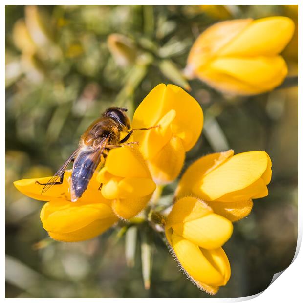 Bee landing on a yellow gorse flower Print by Jason Wells