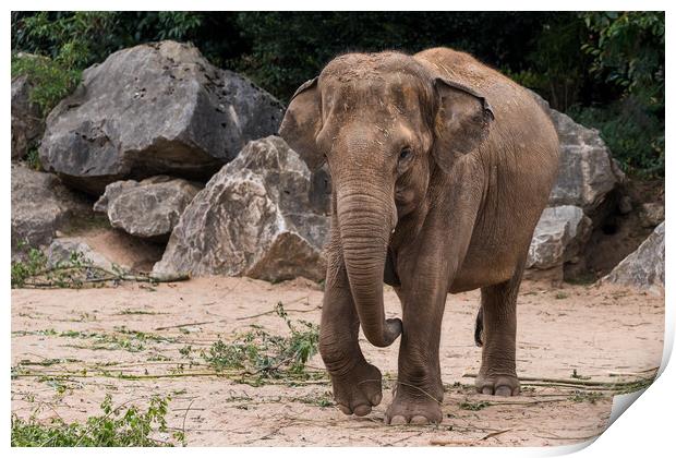 Asian elephant walking towards the camera Print by Jason Wells
