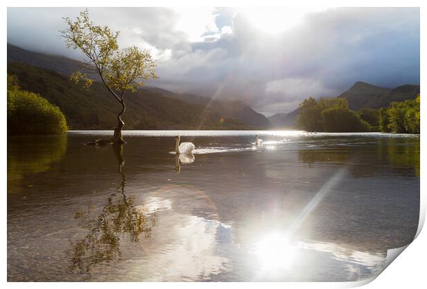 Swans approach the Lonely tree Print by Jason Wells