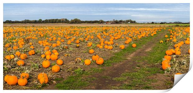 Pumpkin field panorama Print by Jason Wells