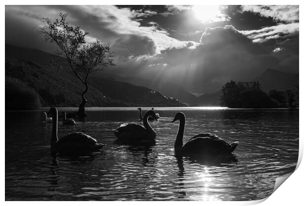 Majestic swans by the Lonely tree Print by Jason Wells