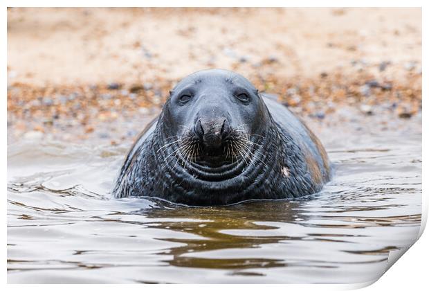 Face on with a Grey Seal Print by Jason Wells