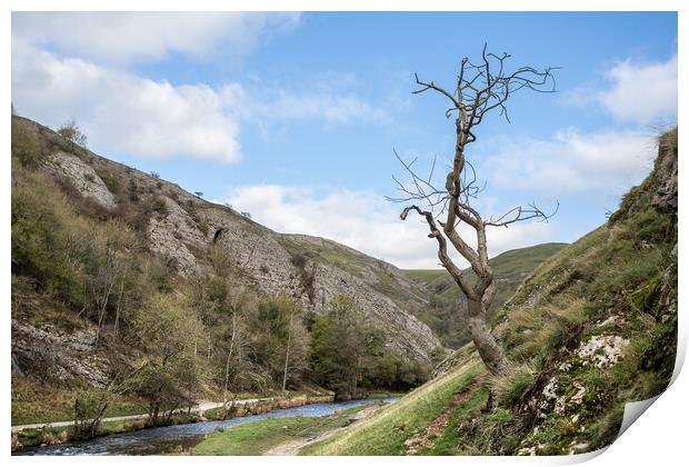 Lone tree at Dovedale Print by Jason Wells