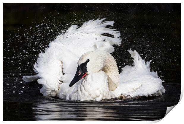 Trumpeter Swan splashing Print by Jason Wells
