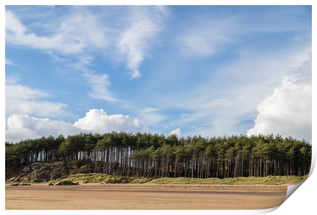 Pine trees line the beach at Newborough Print by Jason Wells