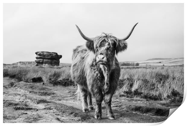 Highland cow in front of Eagle Stone Print by Jason Wells