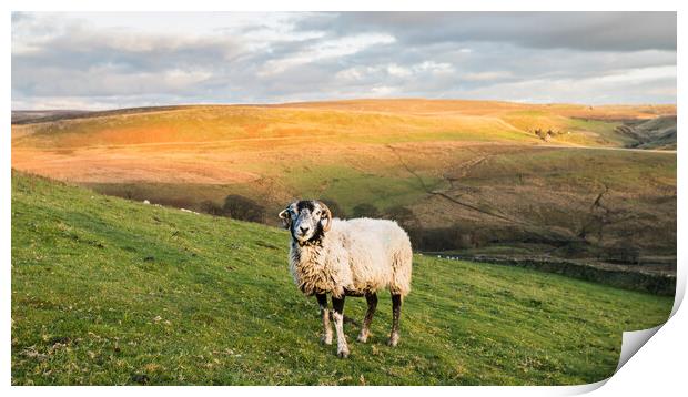 Lone sheep in front of Cheeks Hill Print by Jason Wells