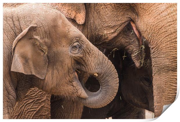 Three elephants feeding Print by Jason Wells