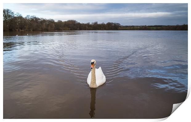 Mute Swan on the Carr Mill Dam Print by Jason Wells