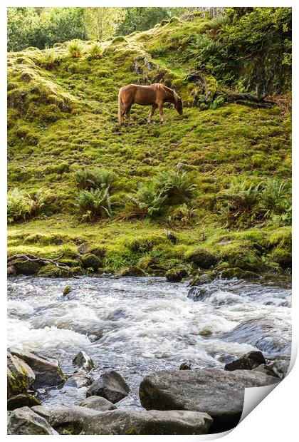 Horse at the foot of Llanberis Falls Print by Jason Wells