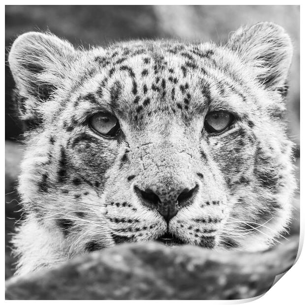 Close up of a Snow Leopard Print by Jason Wells