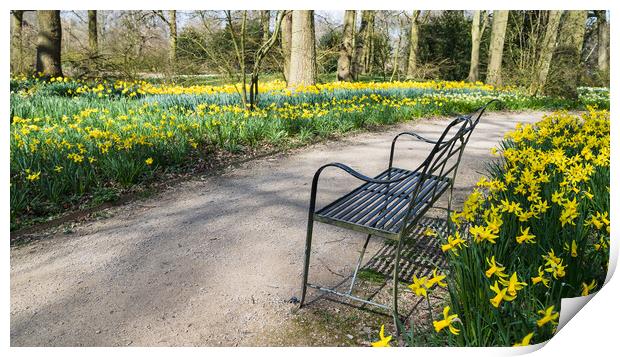 Bench surrounded by daffodils Print by Jason Wells