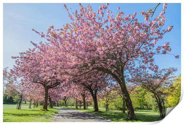 Cherry blossom on an avenue of trees Print by Jason Wells