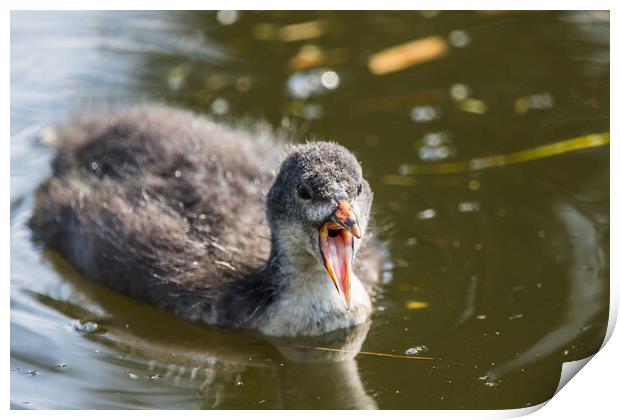 Coot chick with its mouth open Print by Jason Wells