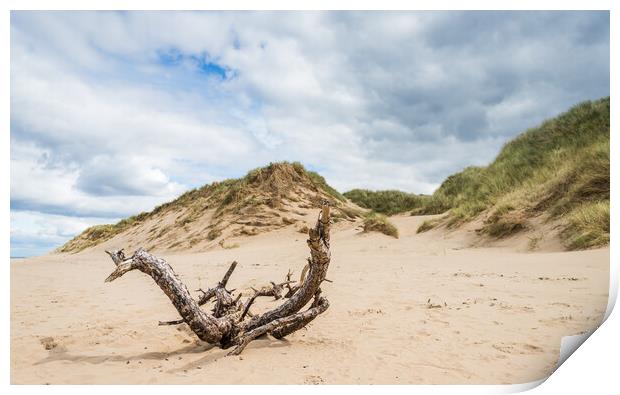 Drift wood on Formby beach Print by Jason Wells