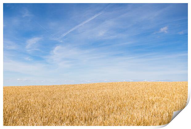 Wheat field under a blue sky Print by Jason Wells