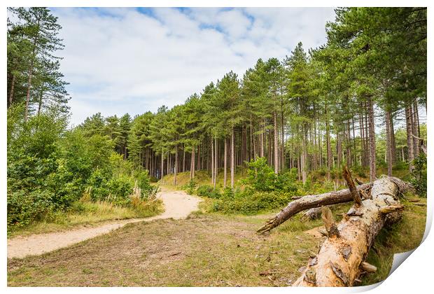 Winding pathway through Formby woods Print by Jason Wells