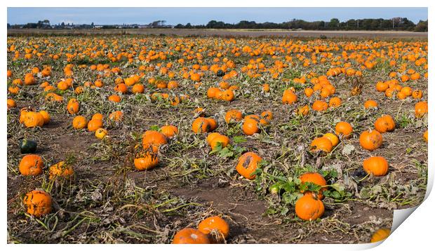 Pumpkin patch panorama Print by Jason Wells