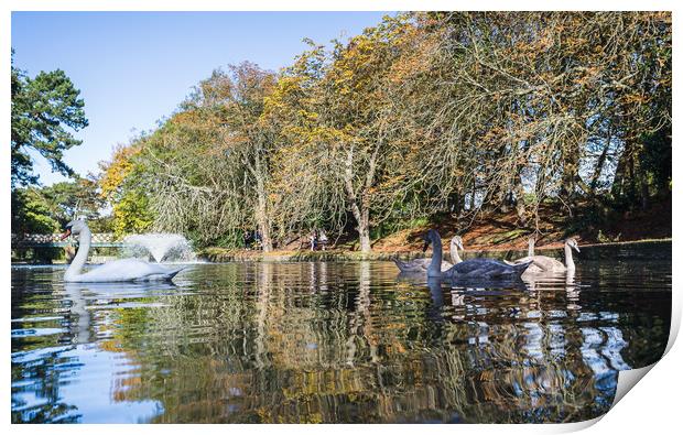 Mute Swan family on the water Print by Jason Wells