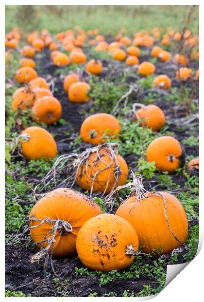 Portrait crop of a pumpkin field Print by Jason Wells