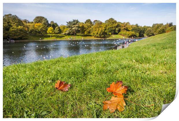 Autumnal colours at Sefton Park Print by Jason Wells