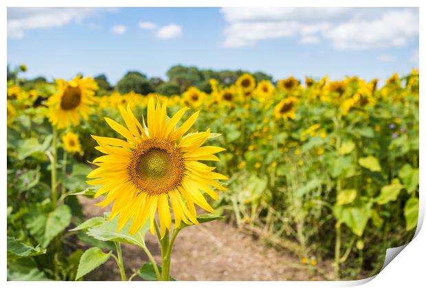 Vibrant sunflowers in a field Print by Jason Wells