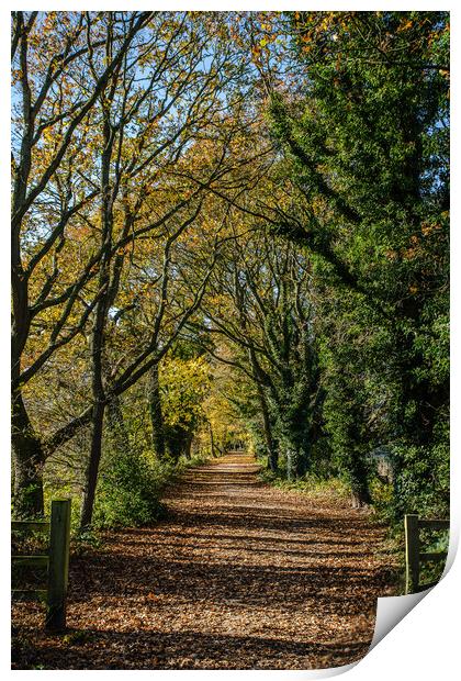 The Wirral Way in autumn Print by Jason Wells