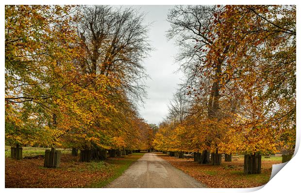 Tree lined track at autumn Print by Jason Wells