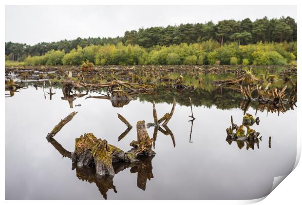 Delamere Forest reflects in Blakemere Moss Print by Jason Wells