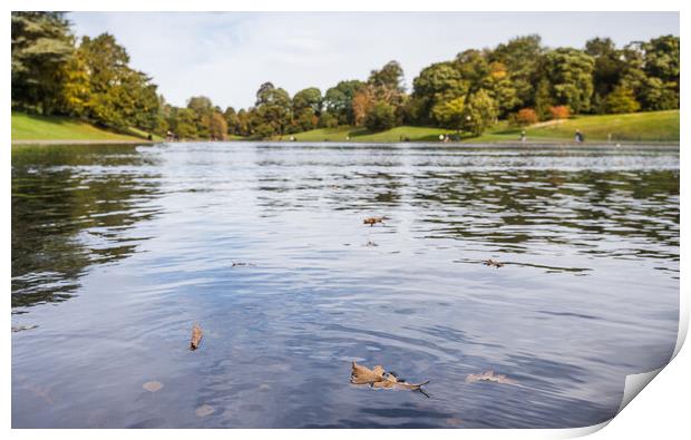 Floating leaves at Sefton Park Print by Jason Wells