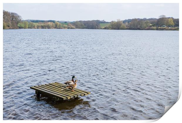 Mallard ducks on a fishing platform Print by Jason Wells