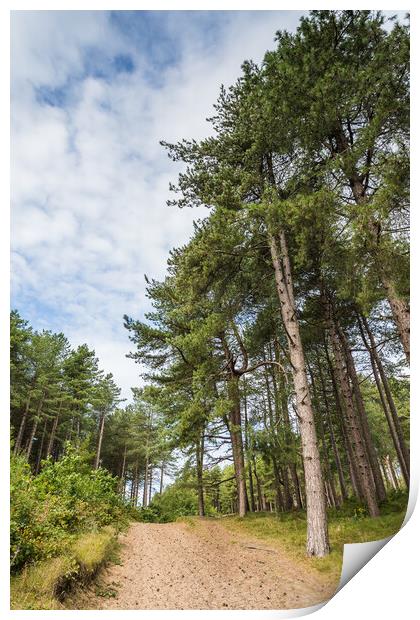 Path through Fomrby Forest Print by Jason Wells